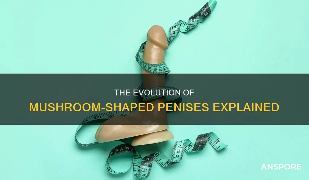 why sre penises mushroom shaped