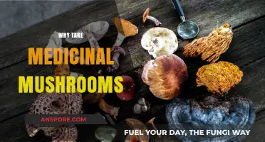 Medicinal Mushrooms: Ancient Healing for Modern Times