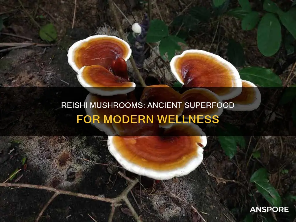 why take reishi mushroom