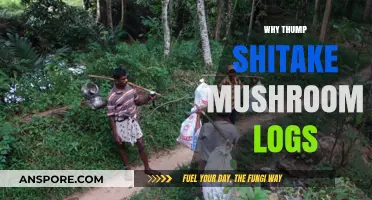 Thumping Shitake Logs: Why and How to Do It