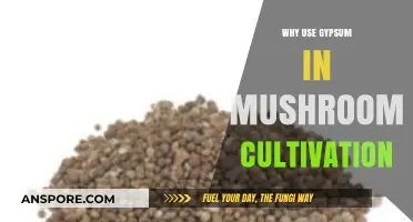 Gypsum's Role in Mushroom Cultivation: Benefits and Best Practices