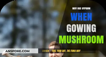 Gypsum's Role in Mushroom Cultivation: Benefits and Best Practices