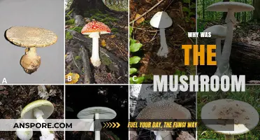 Mushroom's Magical Mystery: Unveiling the Secrets of Fungi