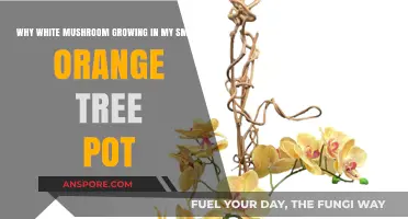 White Mushrooms in Your Orange Tree Pot: Causes and Solutions