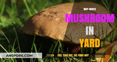 White Mushrooms in Your Yard: What and Why?