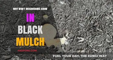 Mushrooms and Black Mulch: Unraveling the Growth Mystery