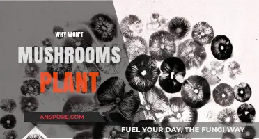 Mushrooms: Why They're Not Like Other Plants