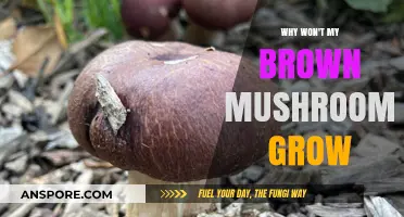 Troubleshooting Brown Mushroom Growth: Common Issues and Solutions Explained