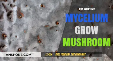 Troubleshooting Mycelium: Why Your Mushroom Growth Isn't Happening