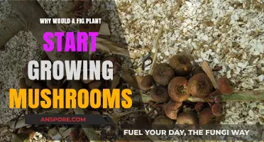 Why Do Mushrooms Grow on Fig Plants? Uncovering the Surprising Connection