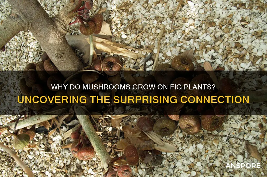 why would a fig plant start growing mushrooms