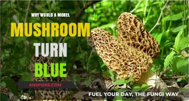 Why Morel Mushrooms Turn Blue: Unraveling the Mystery Behind the Hue