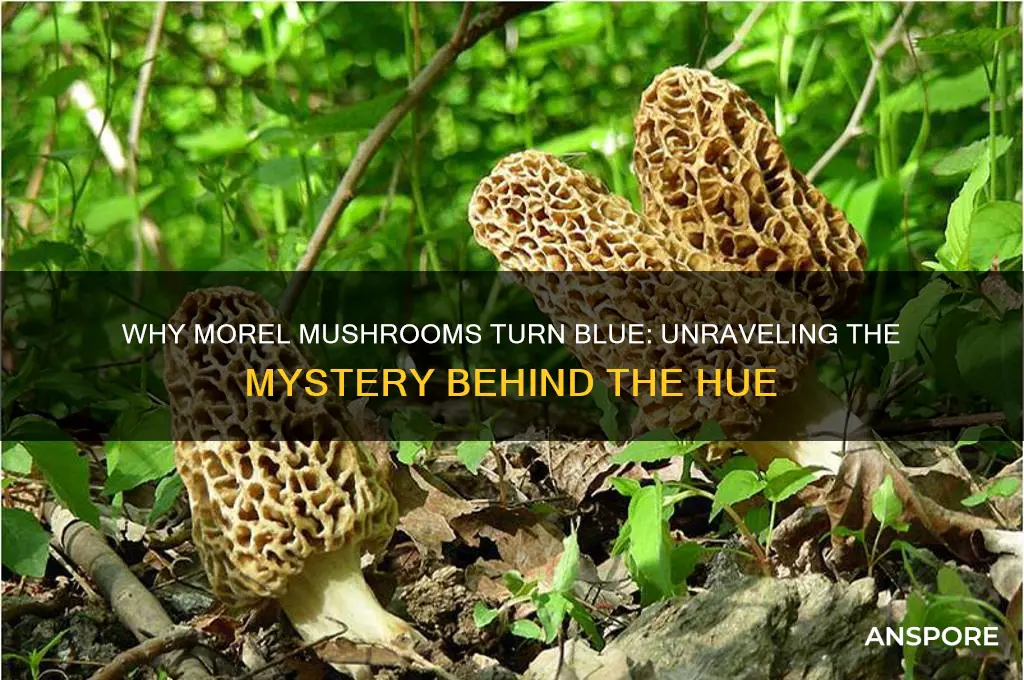 why would a morel mushroom turn blue