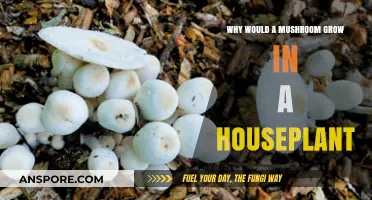 Why Mushrooms Appear in Houseplants: Causes and Solutions Explained
