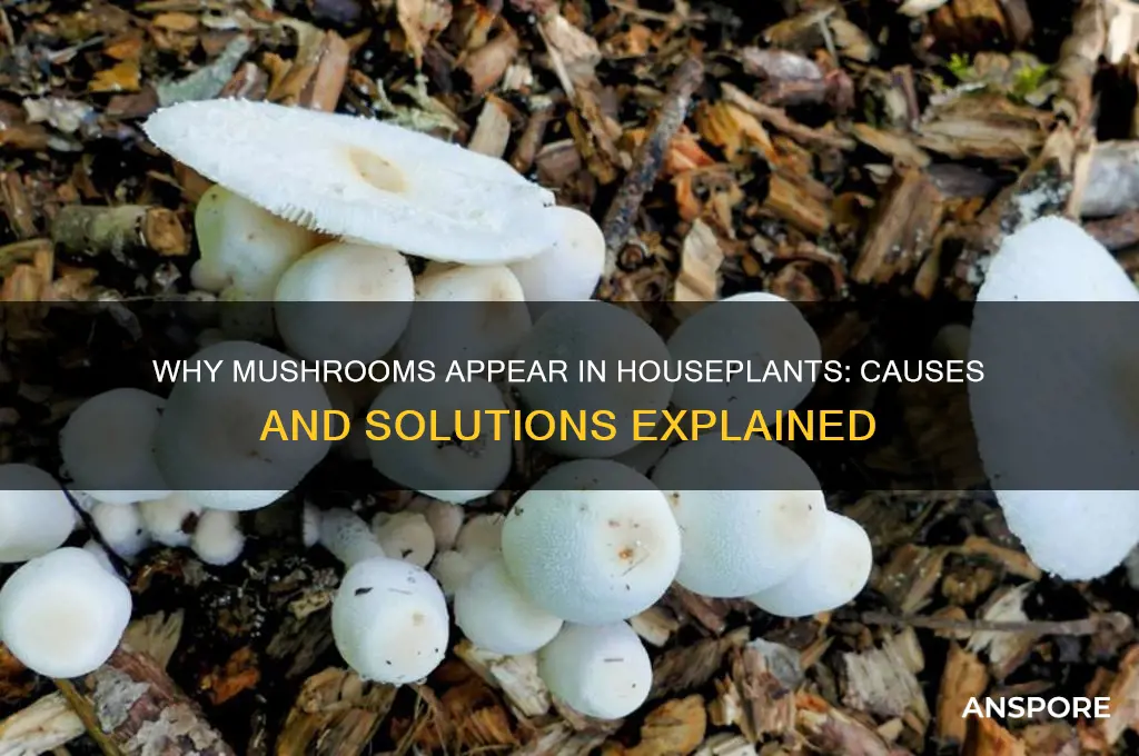why would a mushroom grow in a houseplant