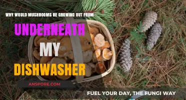 Mushroom Mystery: Why Fungi Thrive Under Your Dishwasher