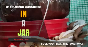 Growing Mushrooms in Jars: Benefits, Ease, and Practical Tips