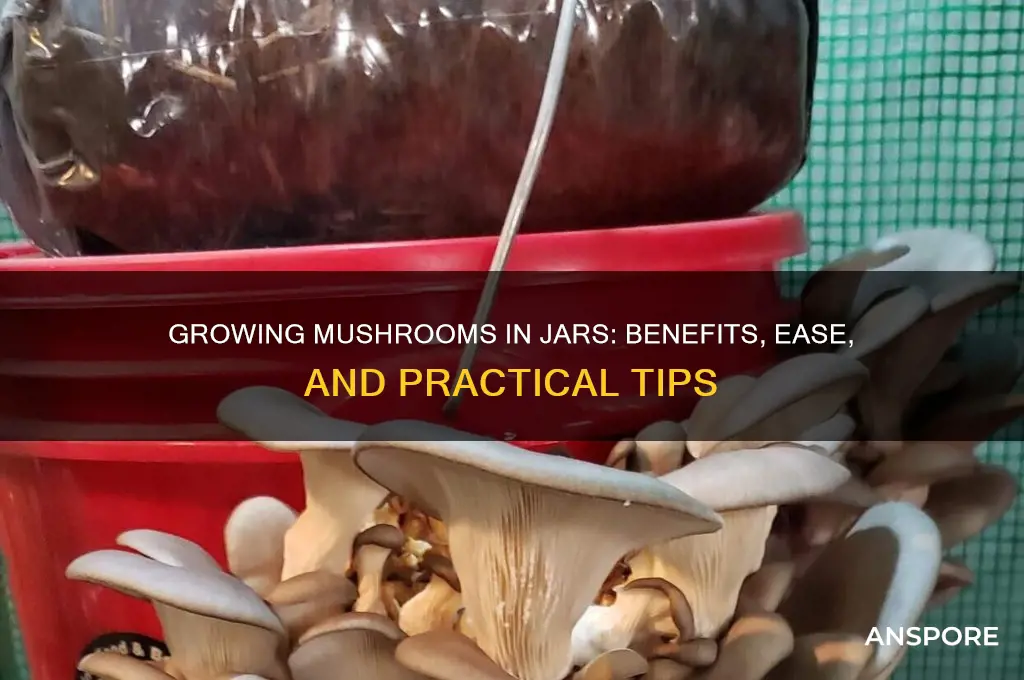 why would someone grow mushrooms in a jar