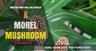 Avoid Damaging Morel Mushrooms: Why You Shouldn't Pull the Stem