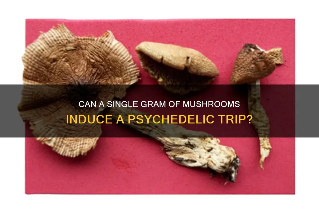 will 1 gram of mushrooms make me trip