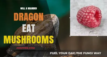 Can Bearded Dragons Safely Eat Mushrooms? A Dietary Guide
