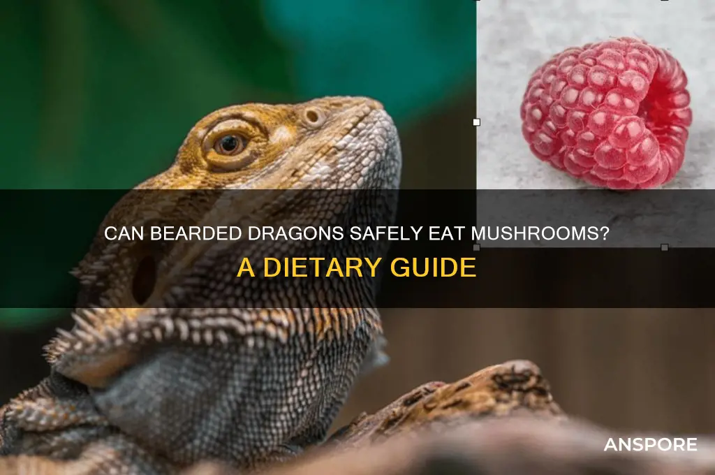 will a bearded dragon eat mushrooms