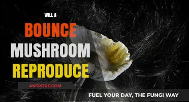 How Bounce Mushrooms Reproduce and Multiply