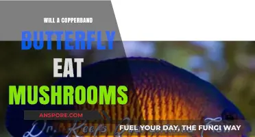Copperband Butterfly Diet: Do They Eat Mushrooms in Aquariums?