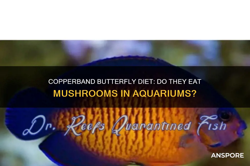 will a copperband butterfly eat mushrooms