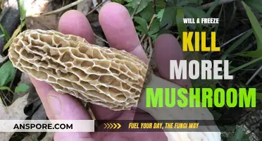 Can Frost Destroy Morel Mushrooms? Understanding Cold's Impact on Growth