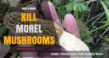 Frost's Impact on Morel Mushrooms: Survival or Demise?