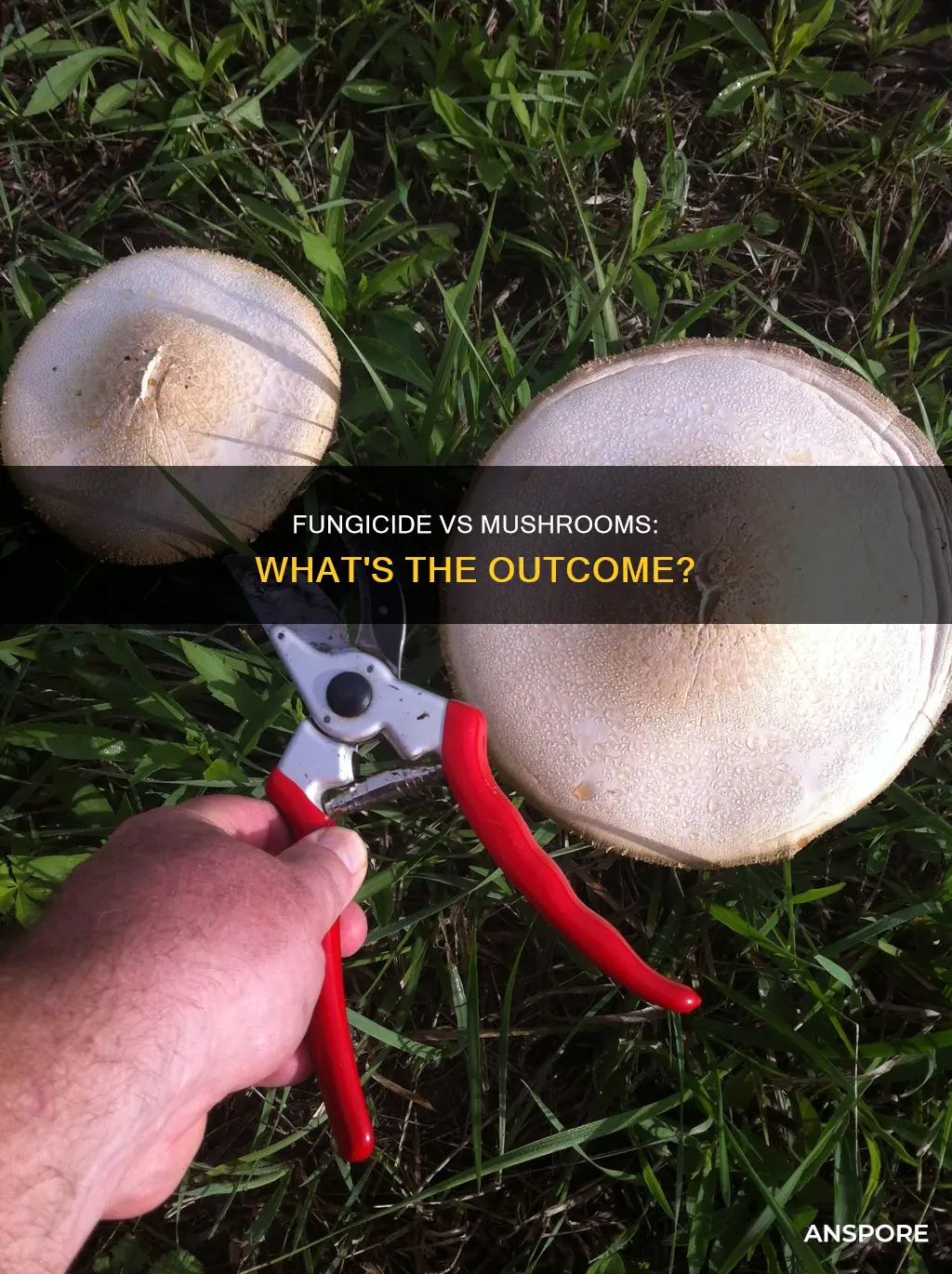 will a fungicide kill mushrooms