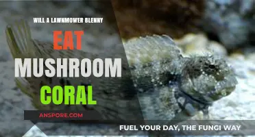 Will Lawnmower Blenny Eat Mushroom Coral? Facts and Insights