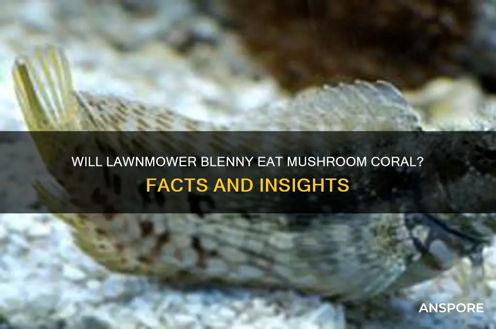 will a lawnmower blenny eat mushroom coral