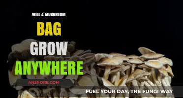 Can Mushroom Bags Thrive in Any Environment? Exploring Growth Conditions