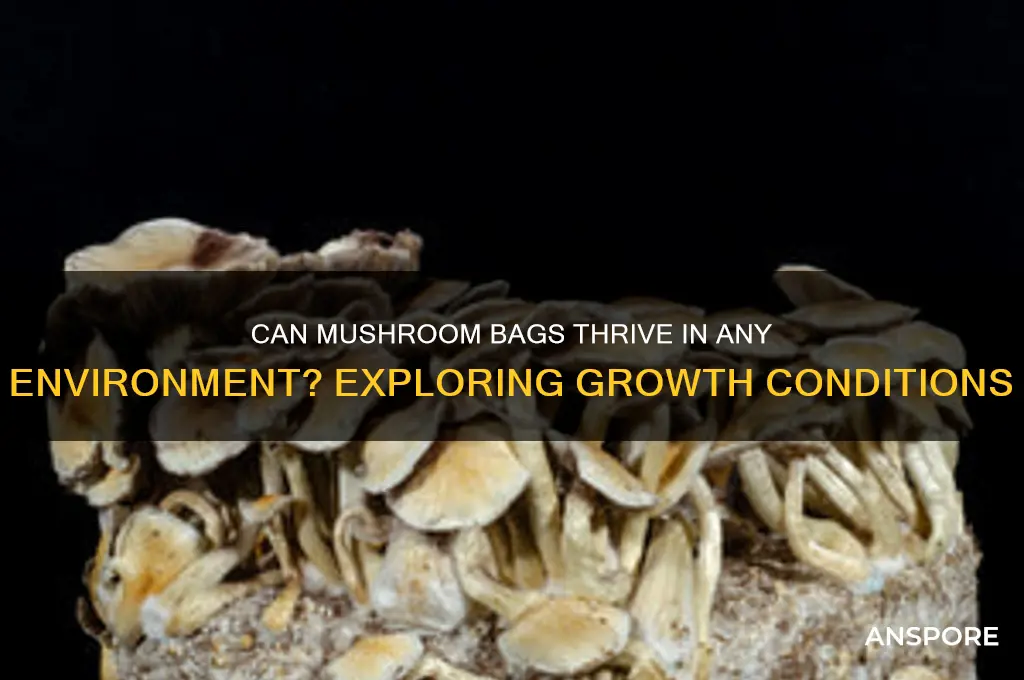 will a mushroom bag grow anywhere