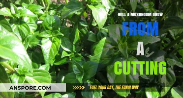Can You Grow Mushrooms from Cuttings? A Fungal Propagation Guide