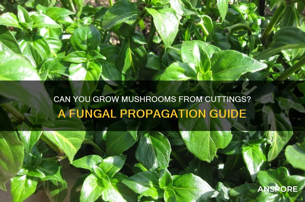 will a mushroom grow from a cutting