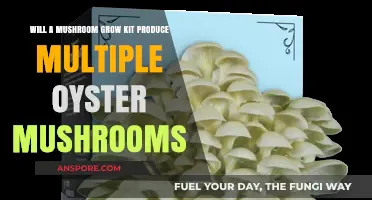 Can One Mushroom Grow Kit Yield Multiple Oyster Mushroom Harvests?