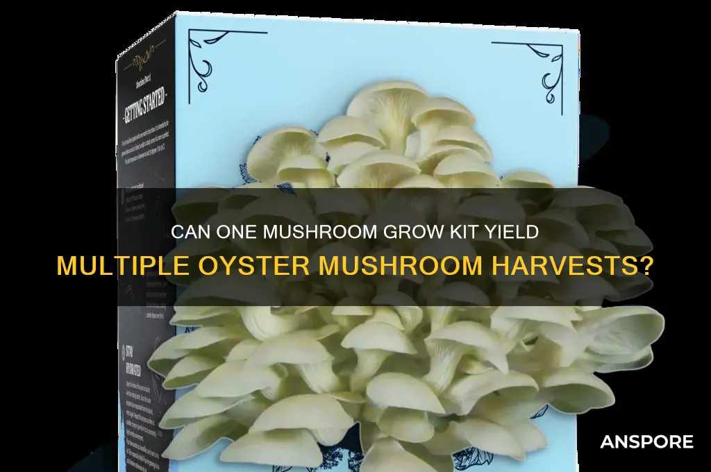 will a mushroom grow kit produce multiple oyster mushrooms
