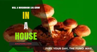 Can You Successfully Grow Mushrooms on a Log Indoors?