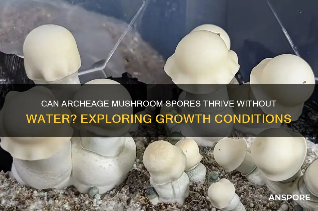 will a mushroom spore in archeage grow without water