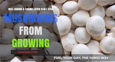 Can a Casing Layer Prevent Mushroom Growth? Exploring the Impact