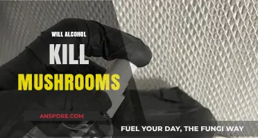 Alcohol and Mushrooms: A Harmful Mix?