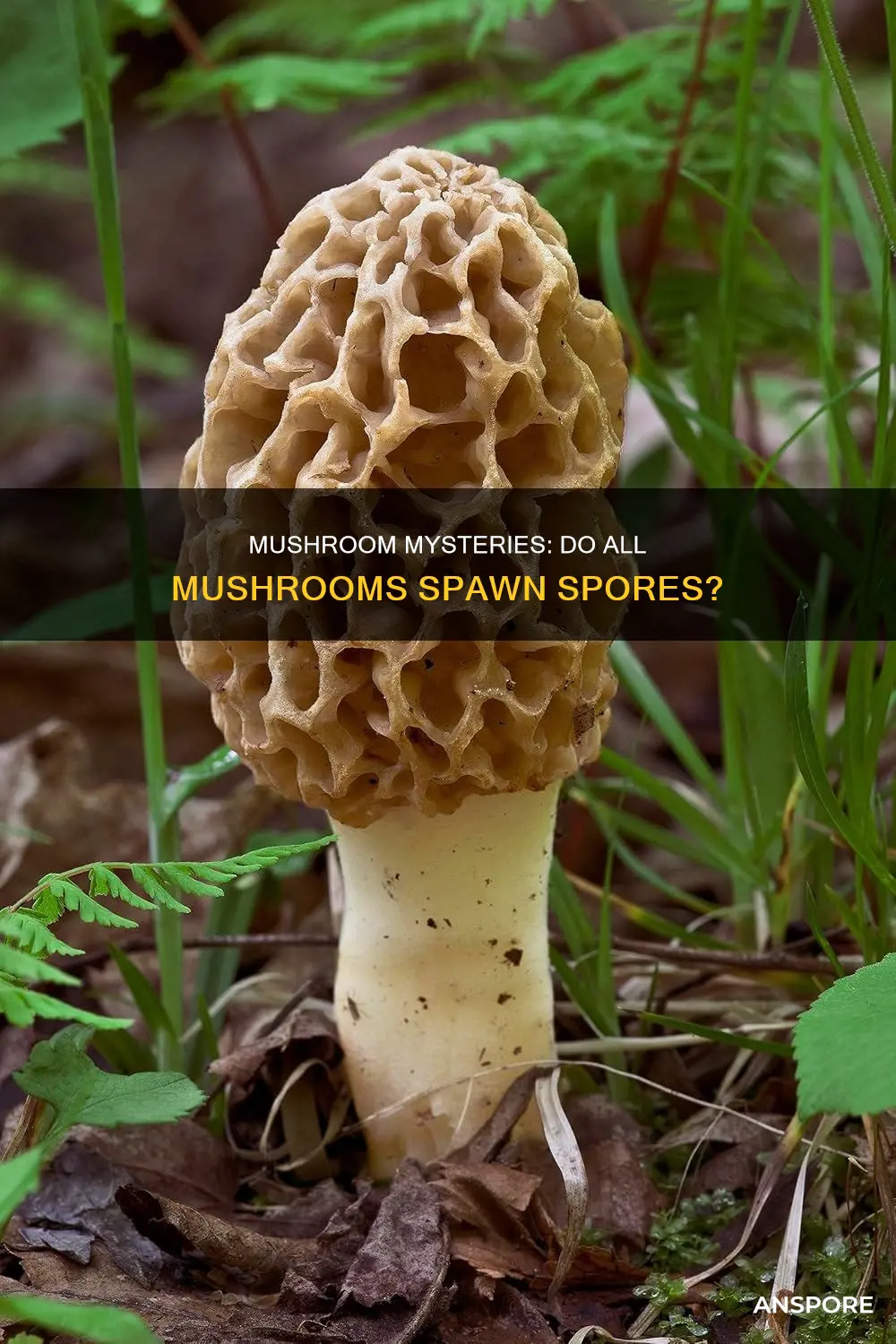 will all mushrooms produce spores