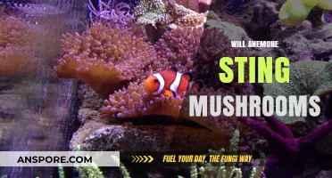 Anemones and Mushrooms: Stinging or Safe?