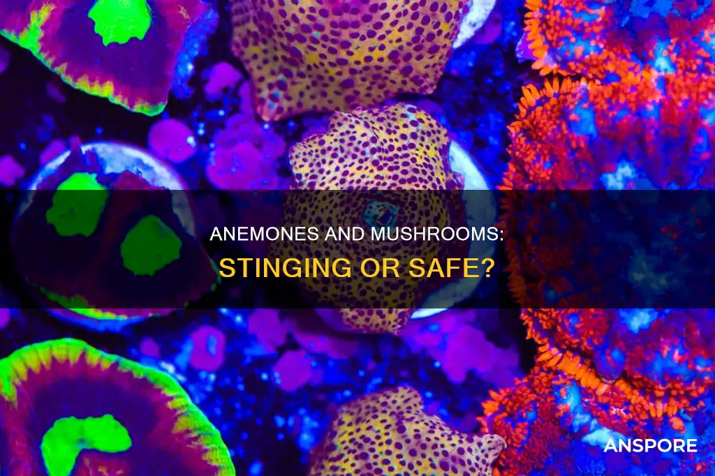 will anemone sting mushrooms