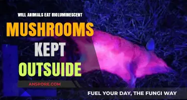 Do Animals Consume Glowing Mushrooms Left Outdoors? Exploring Bioluminescence
