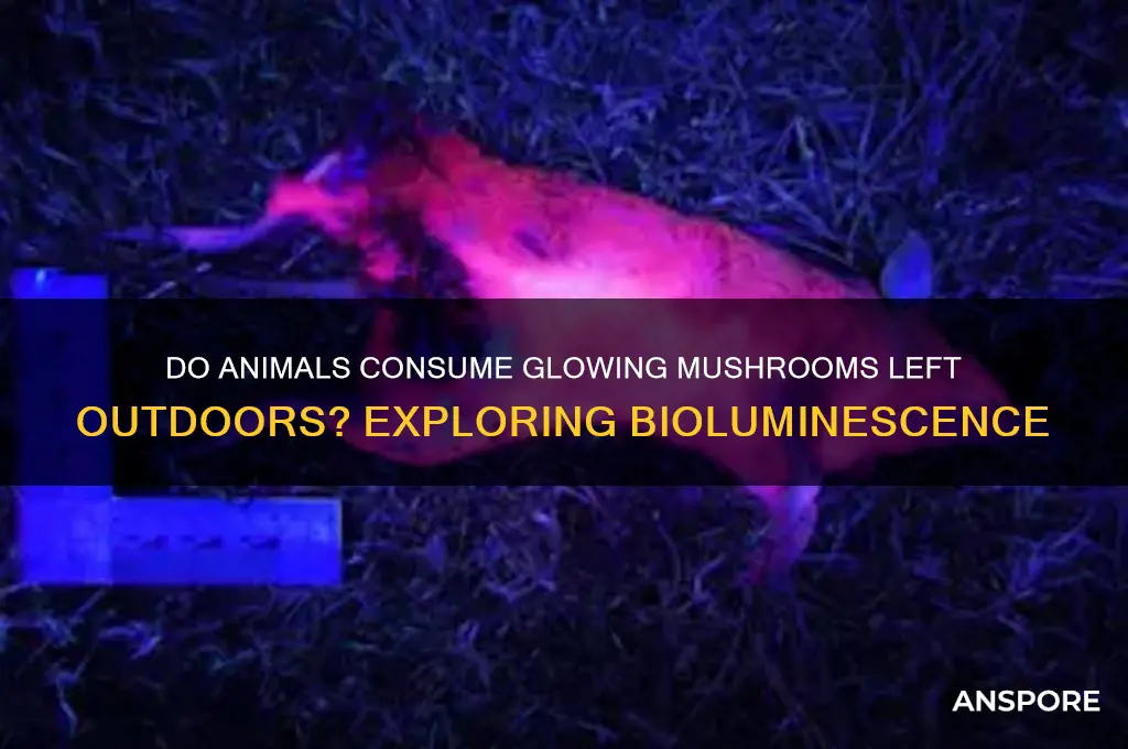 will animals eat bioluminescent mushrooms kept outsuide
