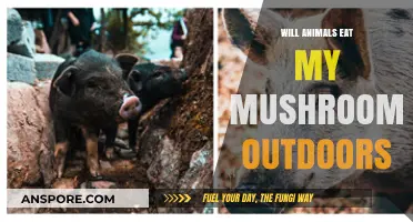 Protecting Outdoor Mushrooms: Will Wildlife Feast on Your Fungal Harvest?